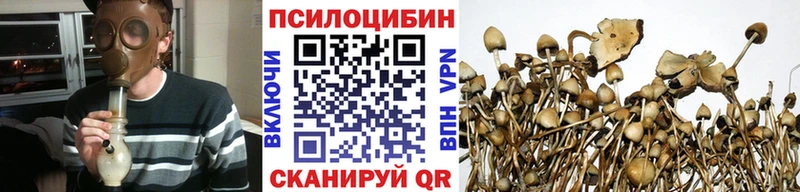Псилоцибиновые грибы Psilocybe  Болохово 